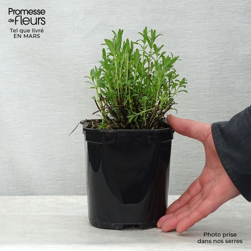 Spécimen de Hysope officinale - Hyssopus officinalis en pot de 2/3 litres tel que livré au printemps