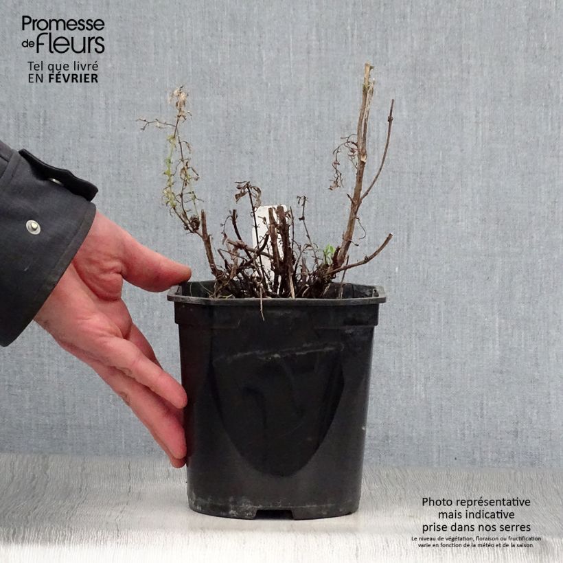 Spécimen de Hysope officinale - Hyssopus officinalis Pot de 2L/3L tel que livré en hiver
