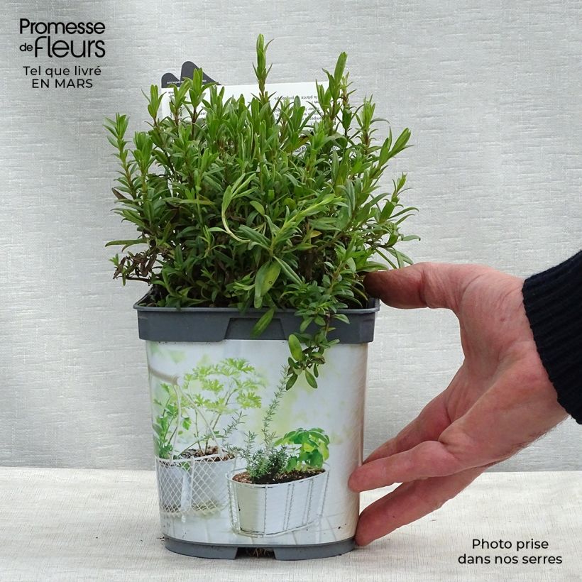 Spécimen de Hysope officinale en plant BIO Pot de 1L./1.5L. tel que livré au printemps