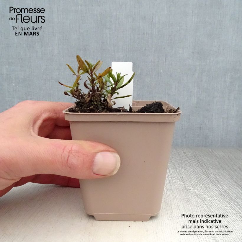 Spécimen de Hyssopus officinalis f. roseus - Hysope officinale rose Godet de 8/9cm tel que livré au printemps