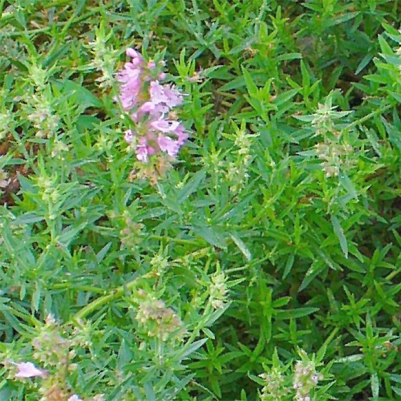 Hyssopus officinalis f. roseus - Hysope officinale rose (Feuillage)