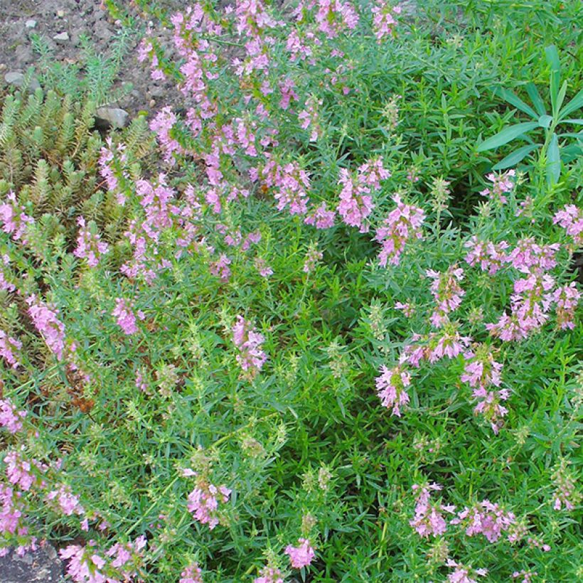 Hyssopus officinalis f. roseus - Hysope officinale rose (Floraison)