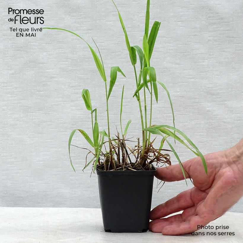 Spécimen de Hystrix patula Godet de 9cm tel que livré au printemps