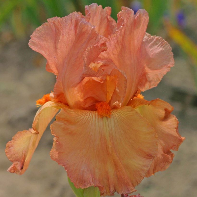 Iris germanica Copper Classic (Floraison)