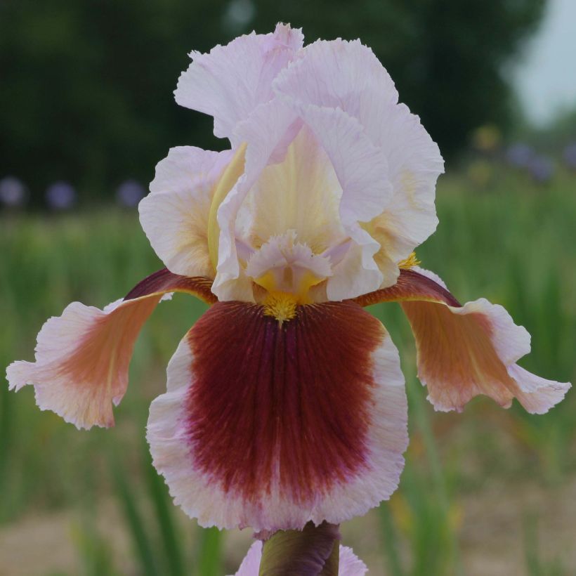 Iris germanica Ecstatic Echo (Floraison)
