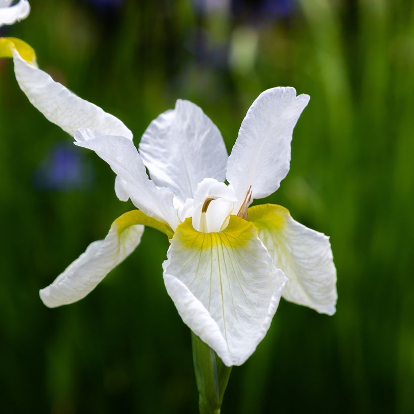 Iris sibirica Snow Crest - Iris de Sibérie (Floraison)