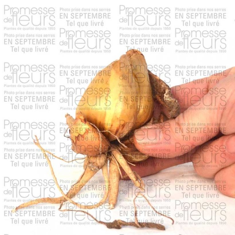 Exemple de spécimen de Iris bucharica Bulbe tel que livré