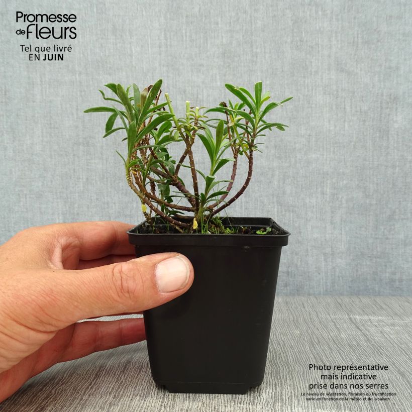 Spécimen de Iberis sempervirens Snowflake Godet de 8/9 cm tel que livré en été