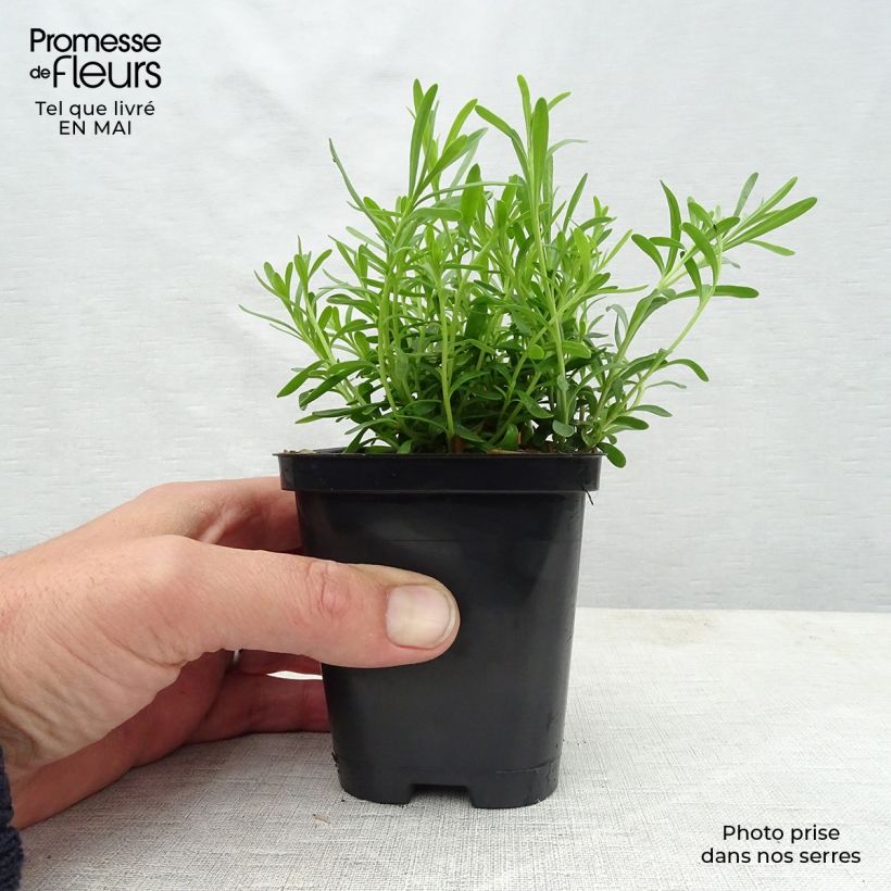Spécimen de Iberis sempervirens Snowflake Godet de 8/9 cm tel que livré au printemps
