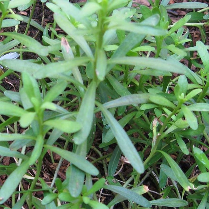 Iberis sempervirens - Corbeille d'argent (Feuillage)