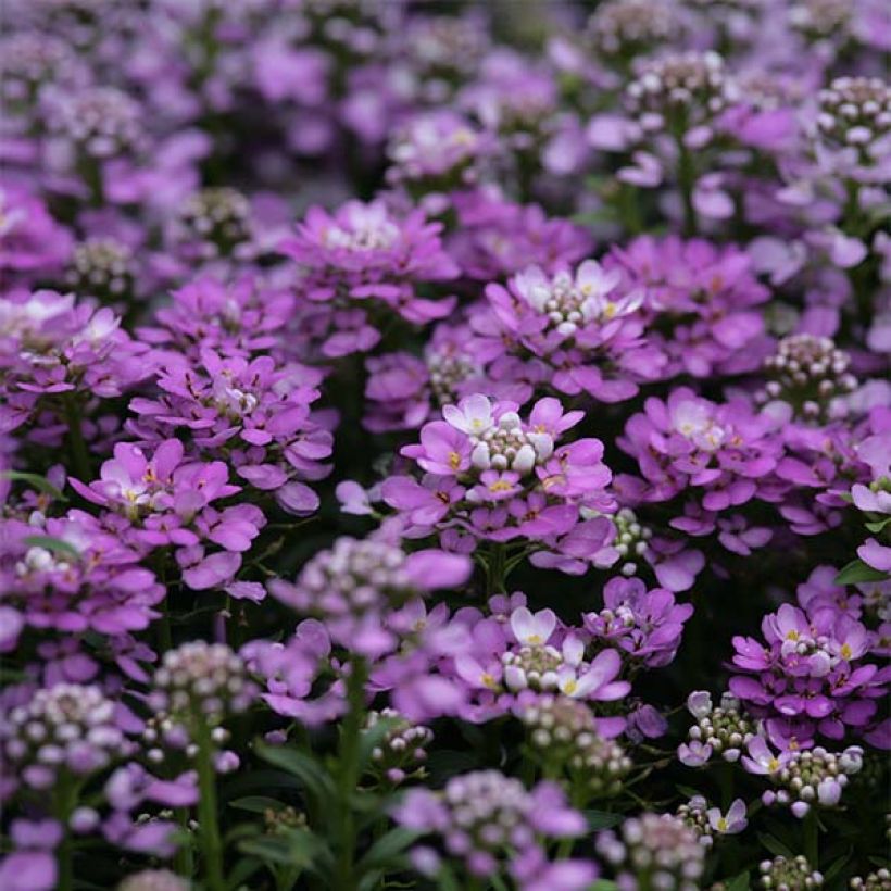 Iberis Absolutely Amethyst (Floraison)