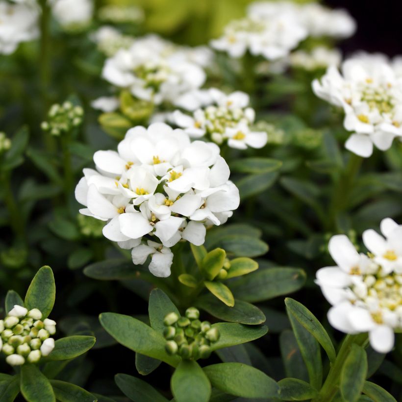 Iberis sempervirens Alexander White (Floraison)