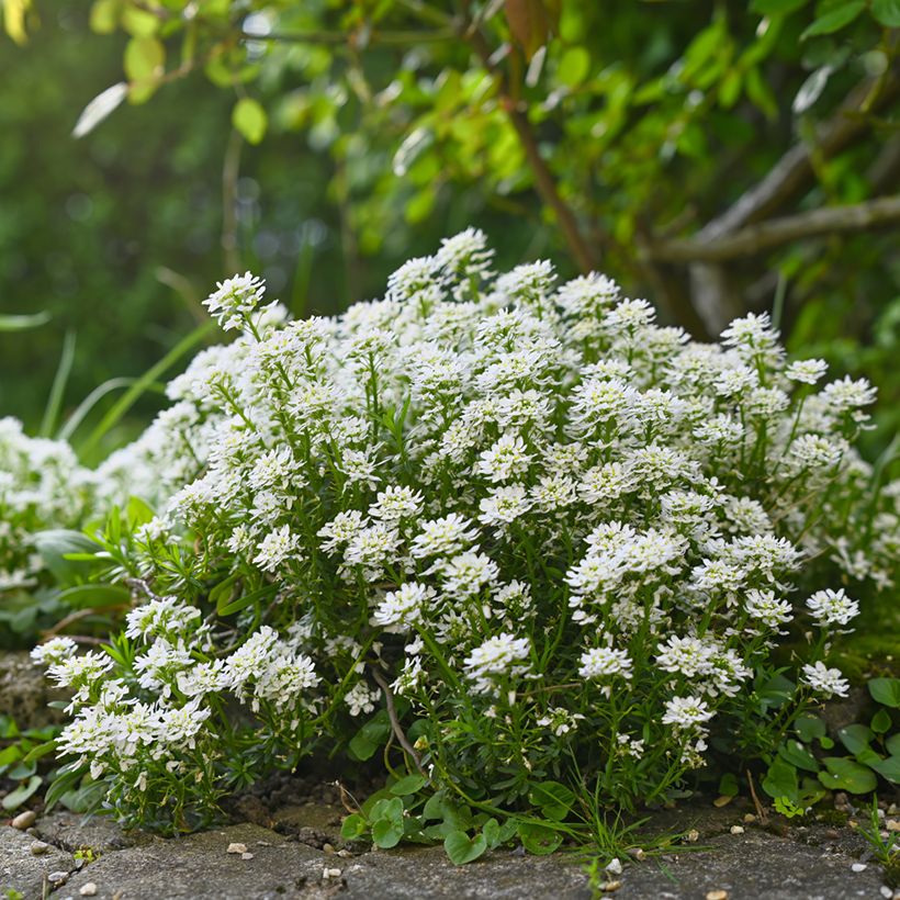 Iberis sempervirens Alexander White (Port)