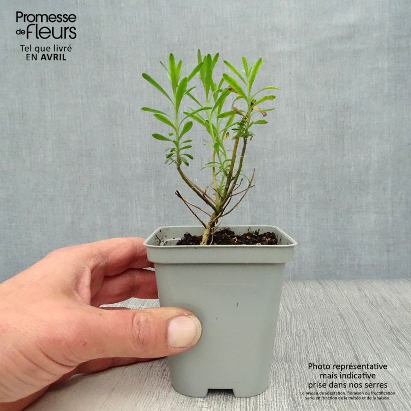 Spécimen de Iberis sempervirens - Corbeille d'argent en godet de 9 cm tel que livré au printemps