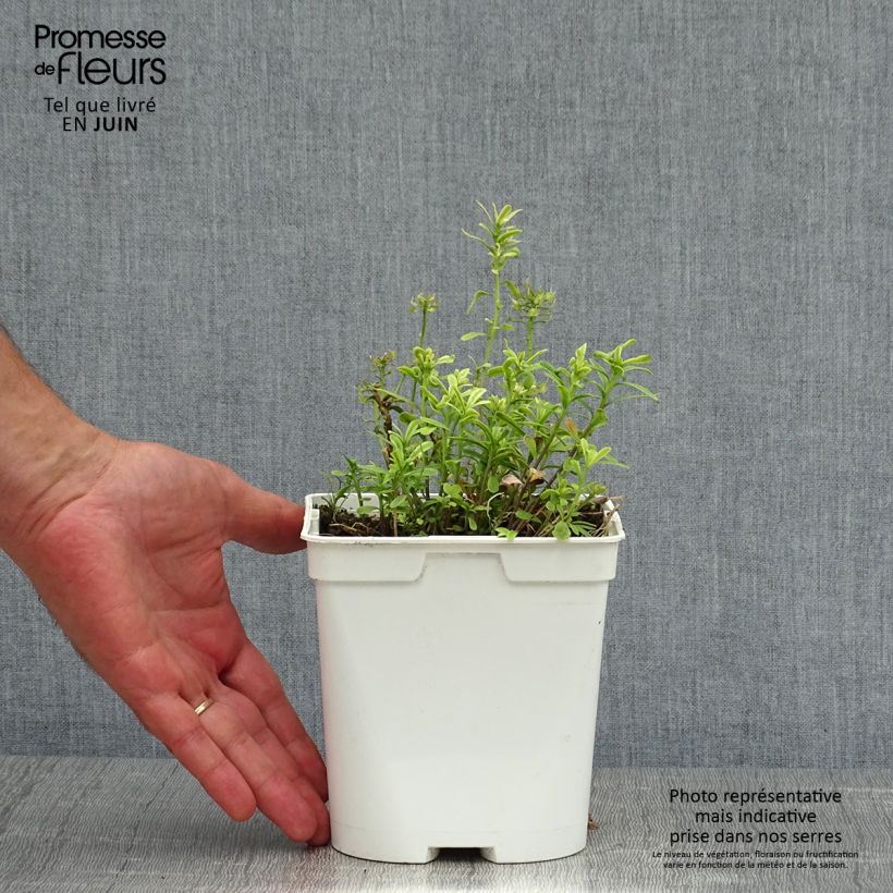 Spécimen de Iberis sempervirens - Corbeille d'argent en pot de 2L/3L tel que livré en été