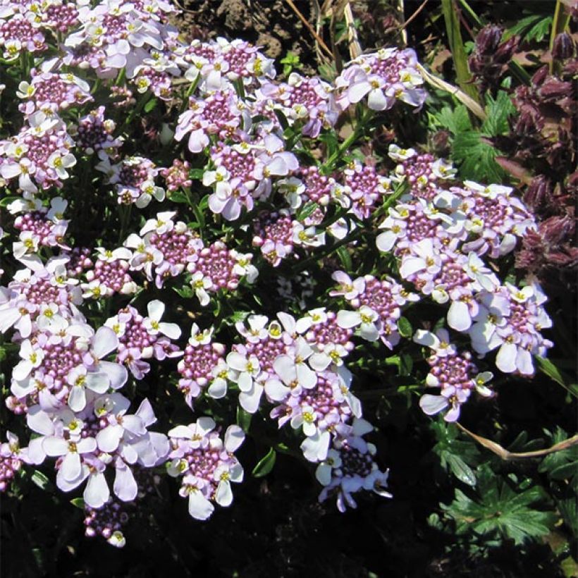 Iberis sempervirens Pink Ice® - Corbeille d'Argent (Floraison)