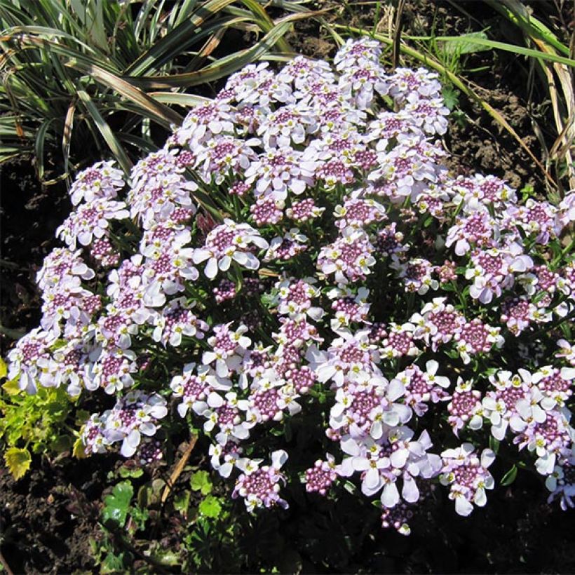 Iberis sempervirens Pink Ice® - Corbeille d'Argent (Port)