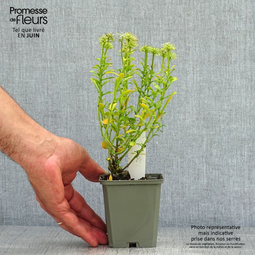 Spécimen de Iberis sempervirens Pink Ice® - Corbeille d'Argent Godet de 8/9 cm tel que livré en été