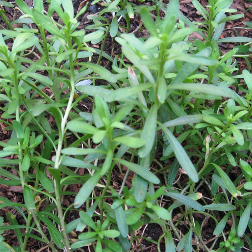 Iberis sempervirens Weisser Zwerg - Corbeille d'argent (Feuillage)