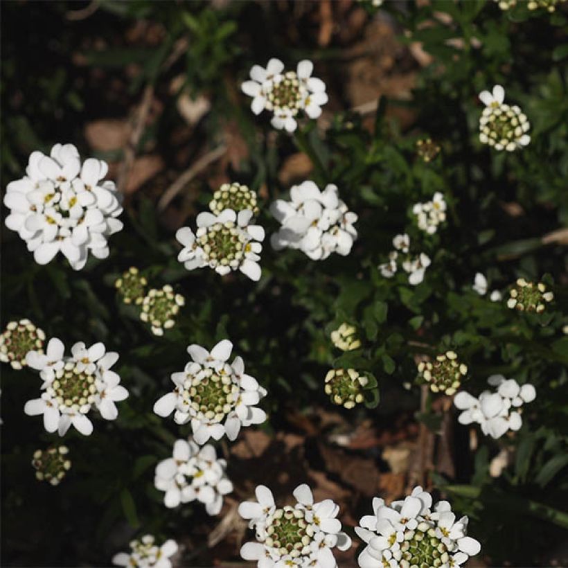 Iberis sempervirens Weisser Zwerg - Corbeille d'argent (Floraison)