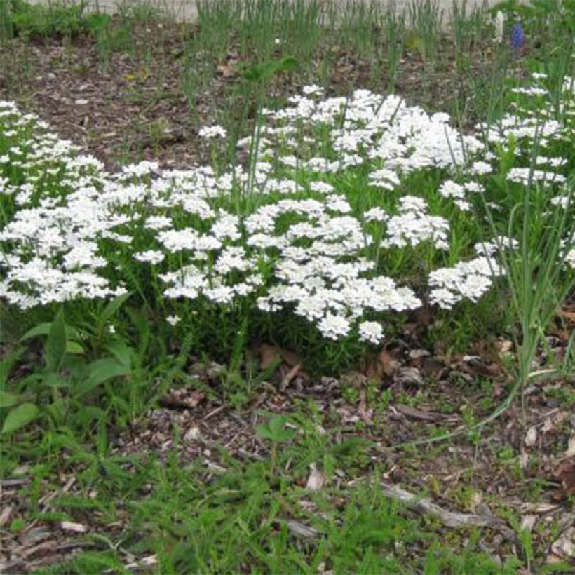 Iberis sempervirens Weisser Zwerg - Corbeille d'argent (Port)