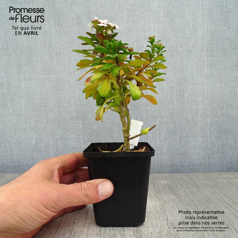 Spécimen de Iberis sempervirens Weisser Zwerg - Corbeille d'argent Godet de 9cm tel que livré au printemps
