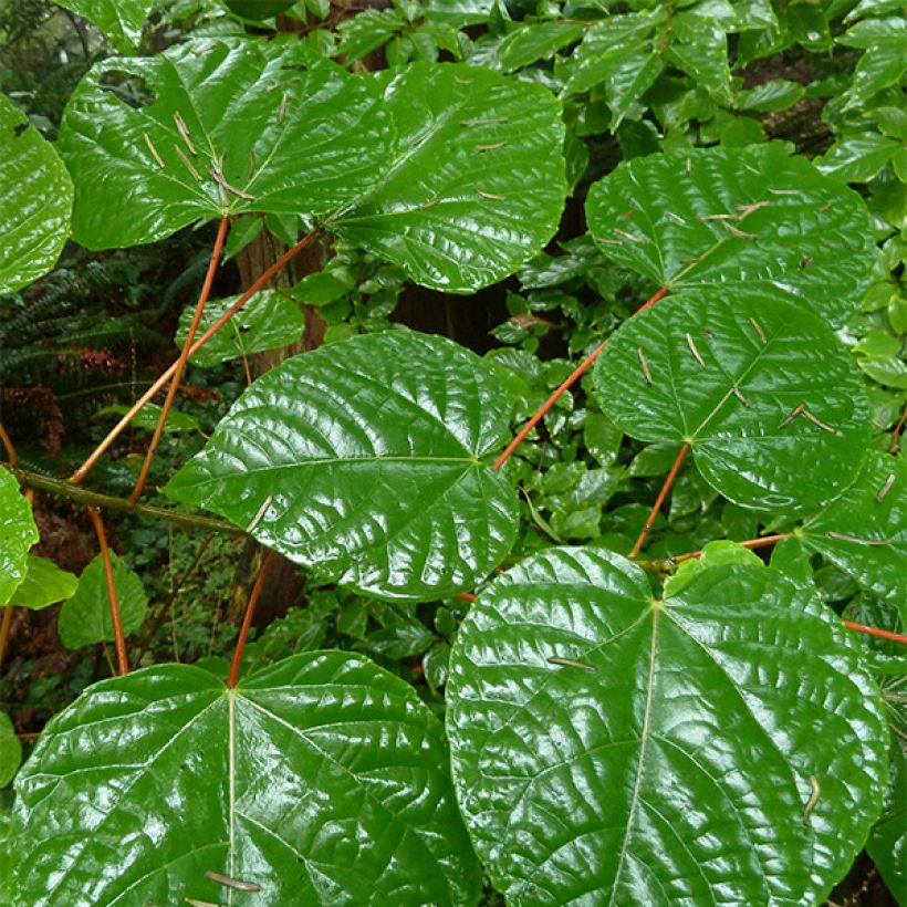 Idesia polycarpa (Feuillage)