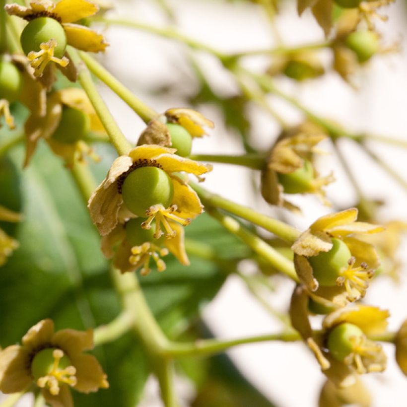 Idesia polycarpa (Floraison)