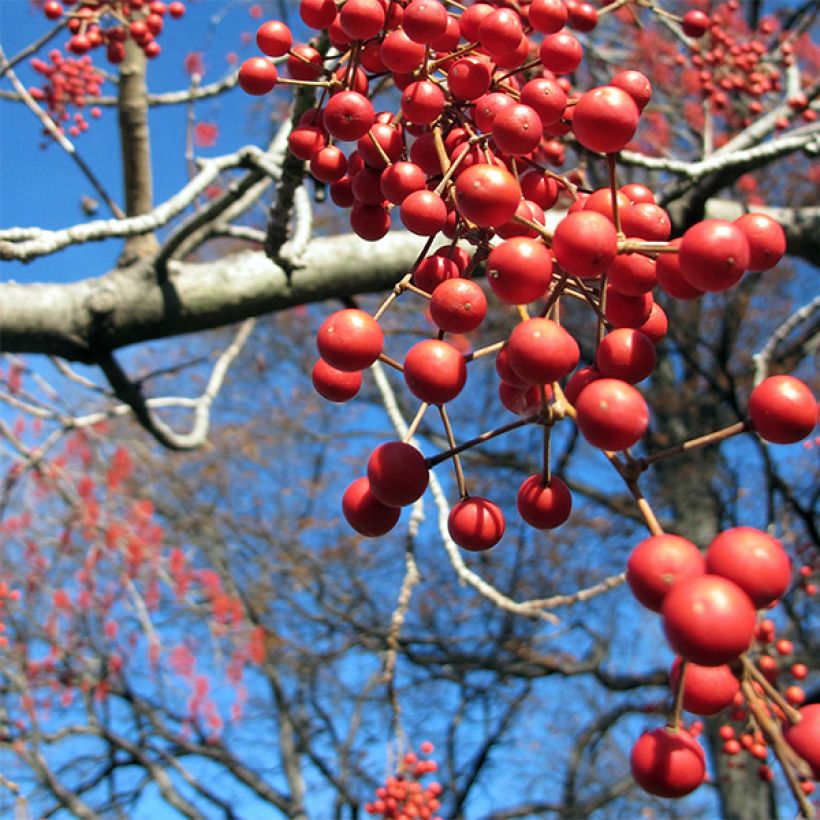 Idesia polycarpa (Récolte)