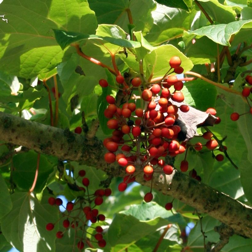 Idesia polycarpa vestita (Récolte)