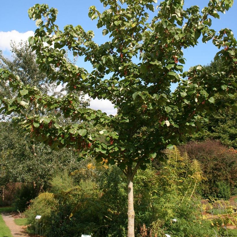 Idesia polycarpa vestita (Port)