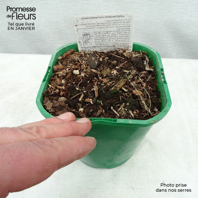 Spécimen de Igname de chine - Dioscorea batatas  Pot de 2L/3L tel que livré en hiver