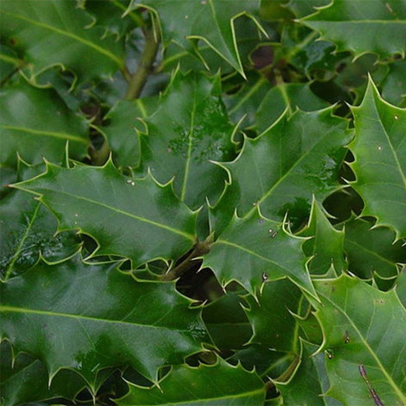 Houx commun - Ilex aquifolium (Feuillage)