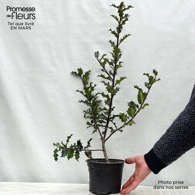 Spécimen de Houx commun - Ilex aquifolium tel que livré au printemps