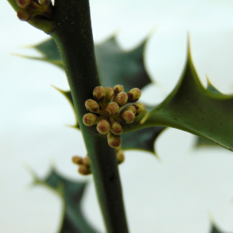 Houx commun - Ilex aquifolium (Floraison)