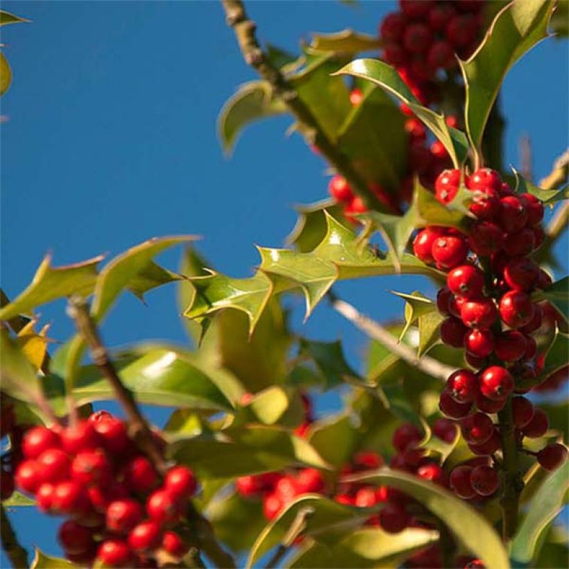 Houx commun - Ilex aquifolium JC Van Tol (Récolte)