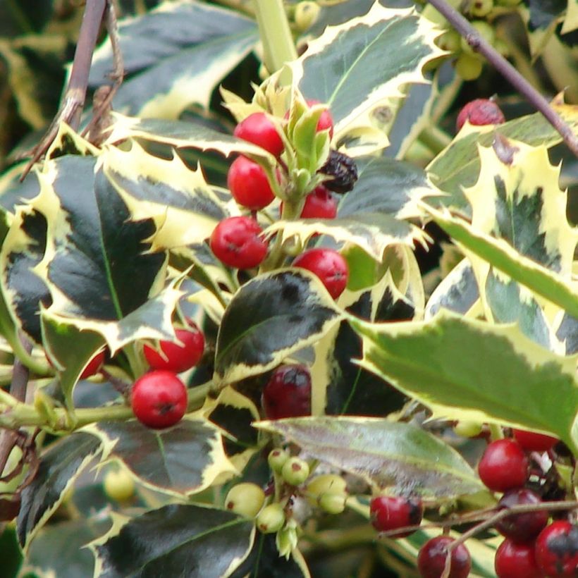 Ilex aquifolium Madame Briot - Houx panaché (Récolte)