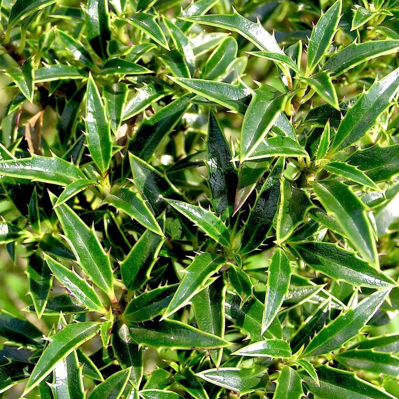 Houx à feuilles de Myrte - Ilex aquifolium Myrtifolia (Feuillage)