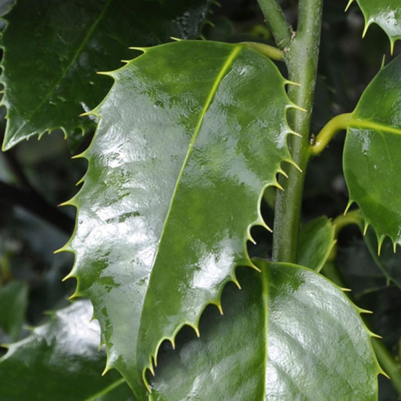 Houx à feuilles de châtaignier - Ilex koehneana Castaenifolia  (Feuillage)