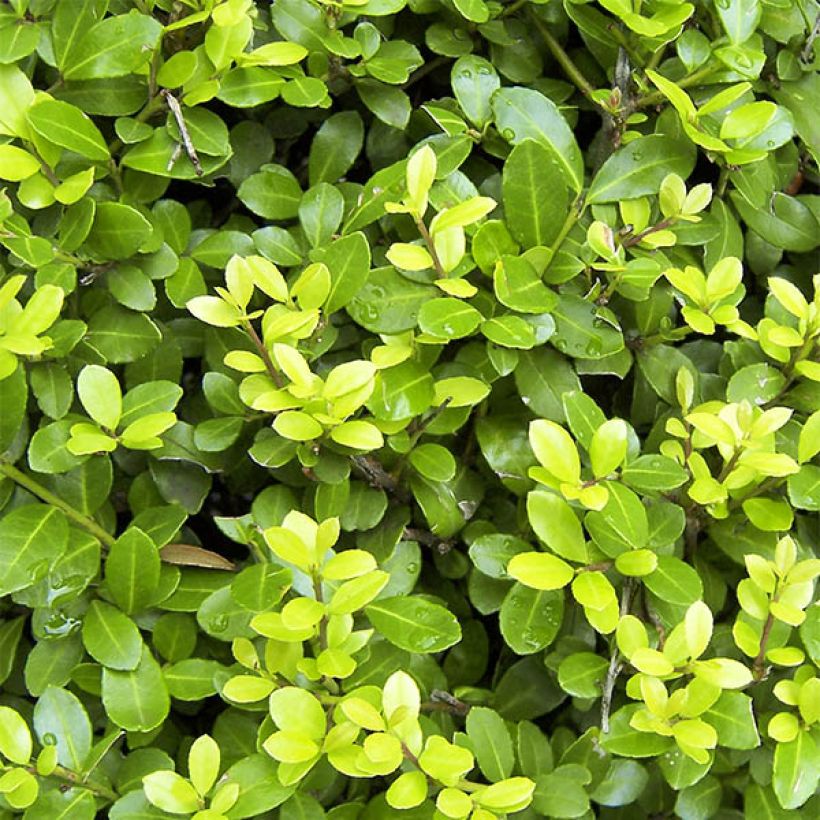 Houx crénelé - Ilex crenata Blondie (Feuillage)