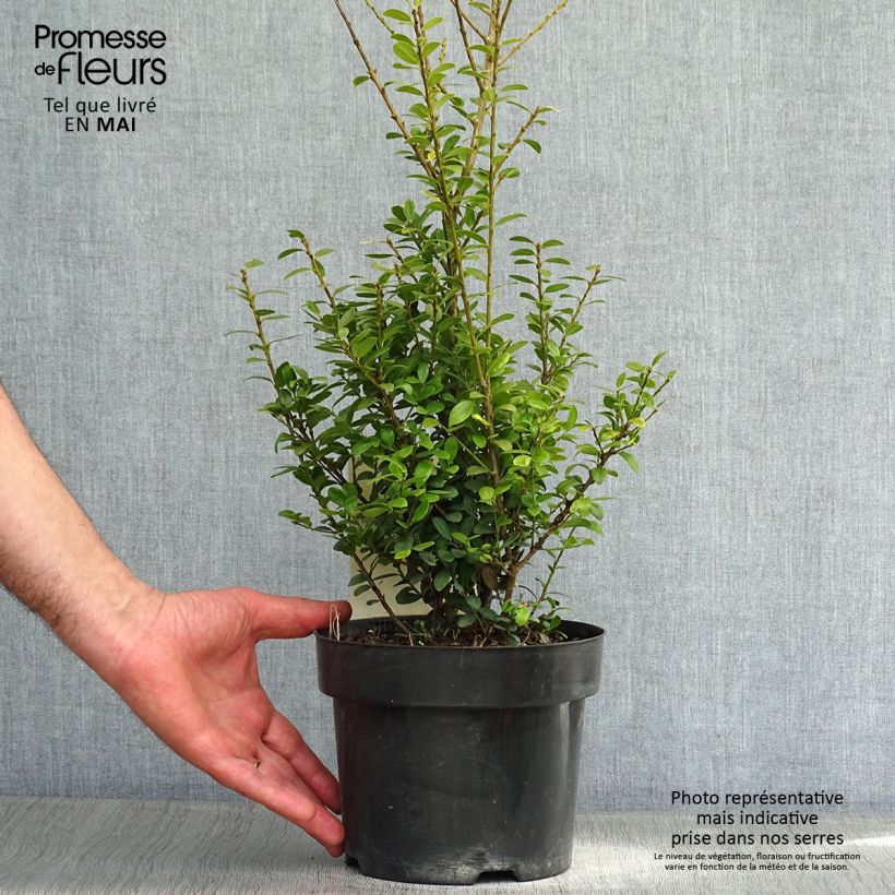 Spécimen de Ilex crenata Caroline Upright - Houx crénelé Pot de 2L/3L tel que livré au printemps