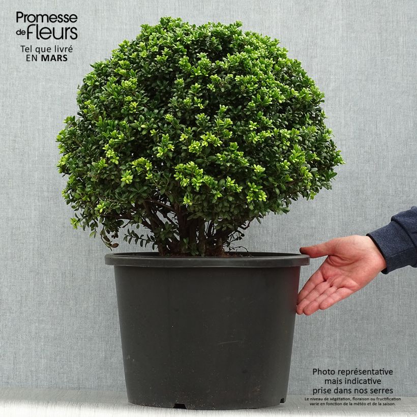 Spécimen de Ilex crenata Convexa taillé en boule - Topiaire de Houx crénelé Pot de 7,5L/10L, BouleHauteur livrée env. 50/+cm tel que livré au printemps