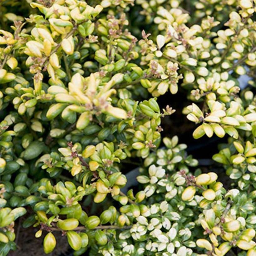 Houx crénelé - Ilex crenata Convexed Gold (Feuillage)