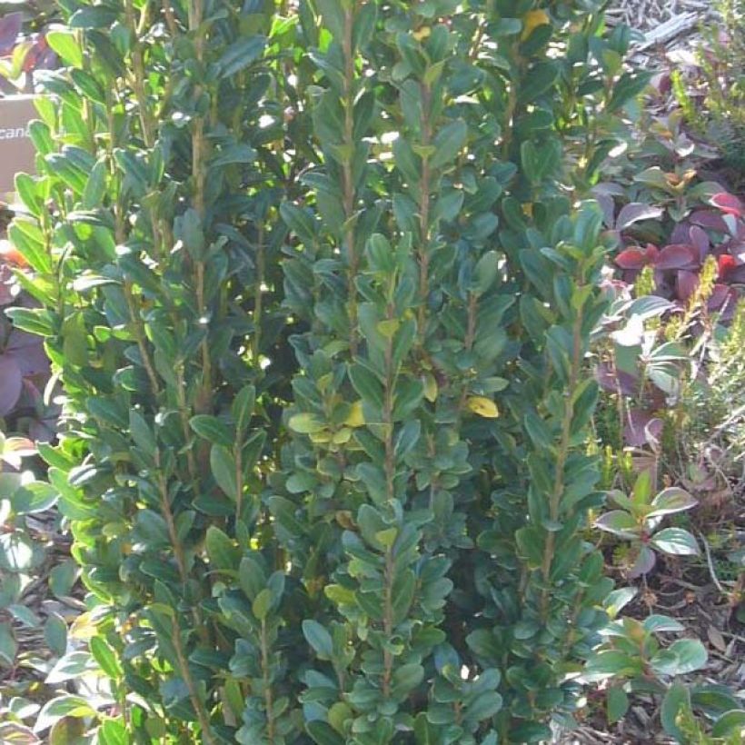 Houx crénelé - Ilex crenata Fastigiata (Feuillage)