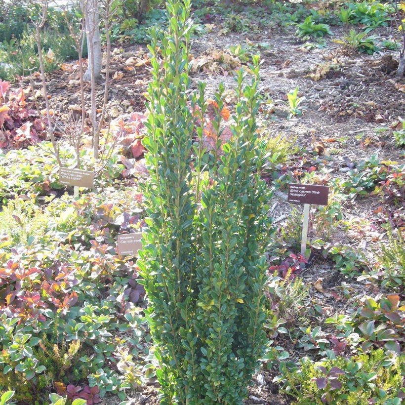 Houx crénelé - Ilex crenata Fastigiata (Port)