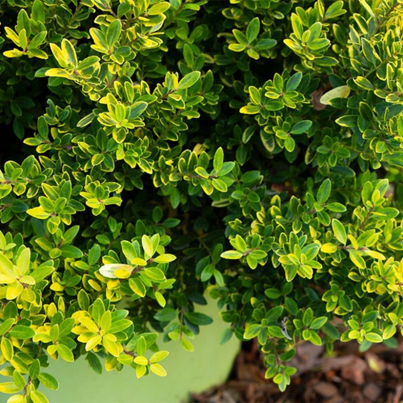 Ilex crenata Lingold - Houx crénelé (Feuillage)