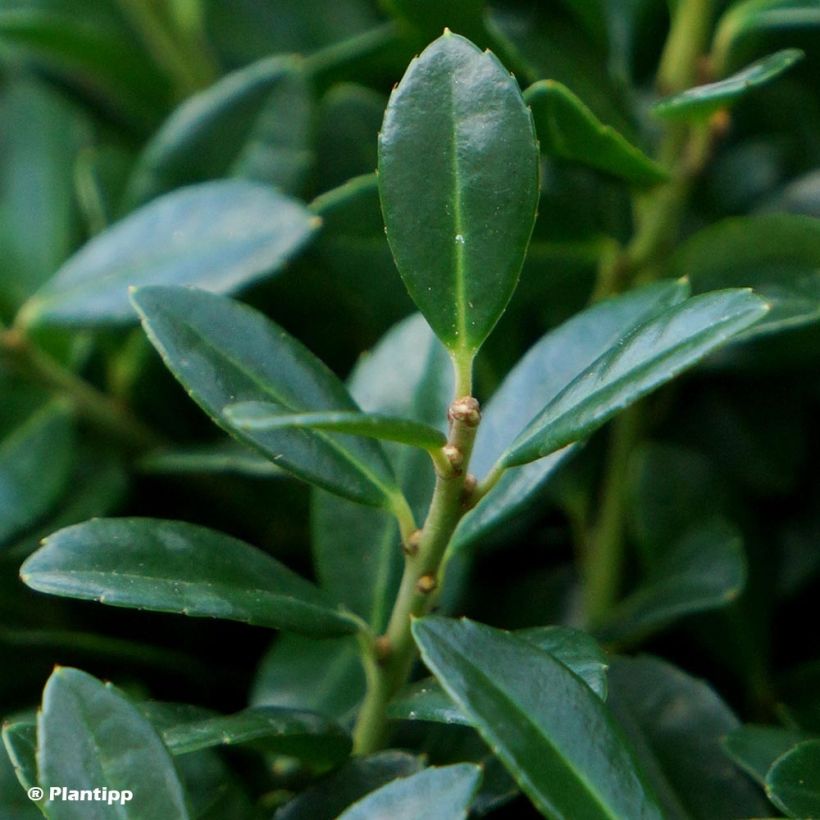 Ilex crenata Luxus Globe - Houx crénelé nain (Feuillage)