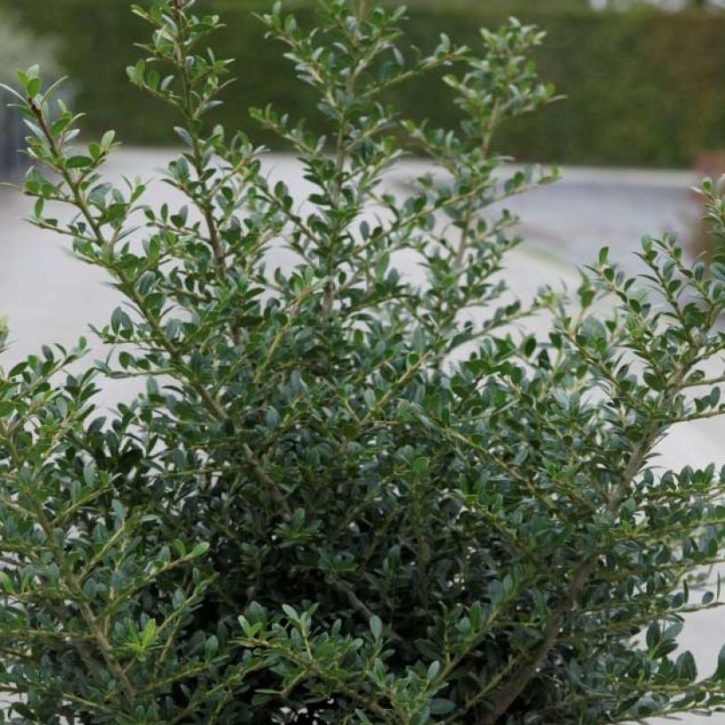 Ilex crenata Stokes - Houx crénelé nain (Feuillage)