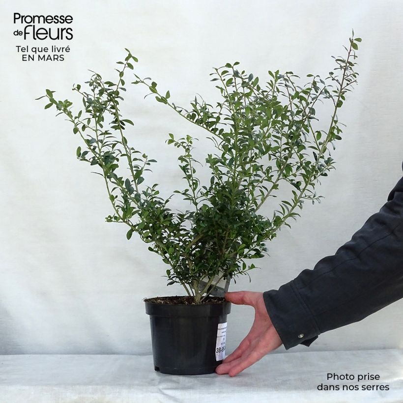 Spécimen de Ilex crenata Stokes - Houx crénelé nain Pot de 3L tel que livré au printemps