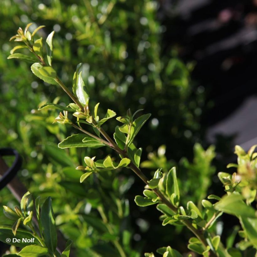 Ilex maximowicziana Kanehirae - Houx Mutchagara  (Feuillage)